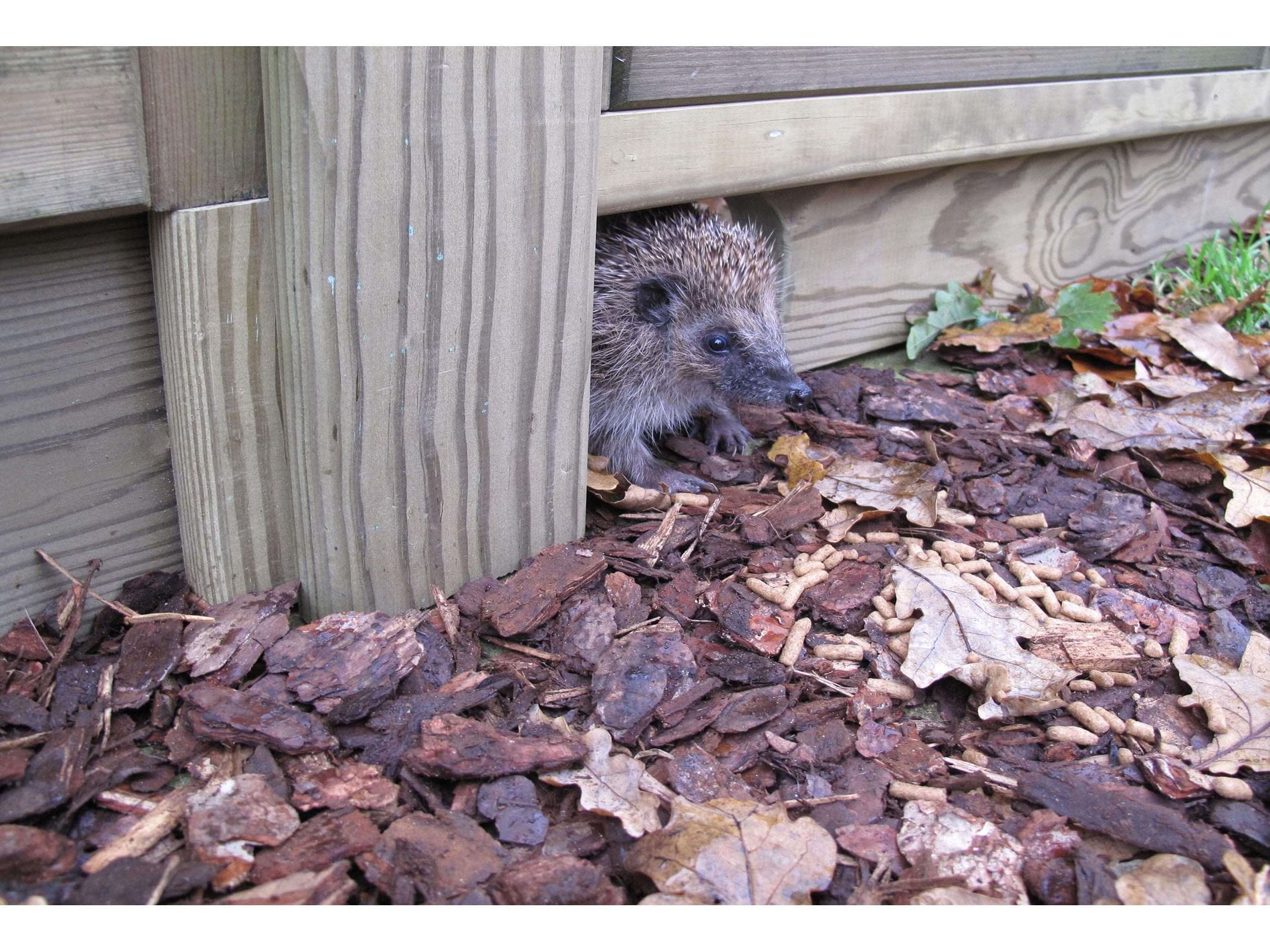 Hedgehog friendly gravel board for garden