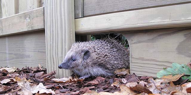 hedgehog gravel board