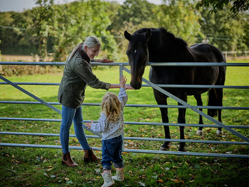 Metal equestrian field gate