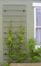 Metal Trellis for wall