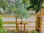 Morticed post and rail fencing prices