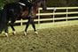 Equestrian Riding Arena Fence