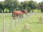 livestock fencing