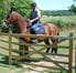 uni Field gate with horse latch