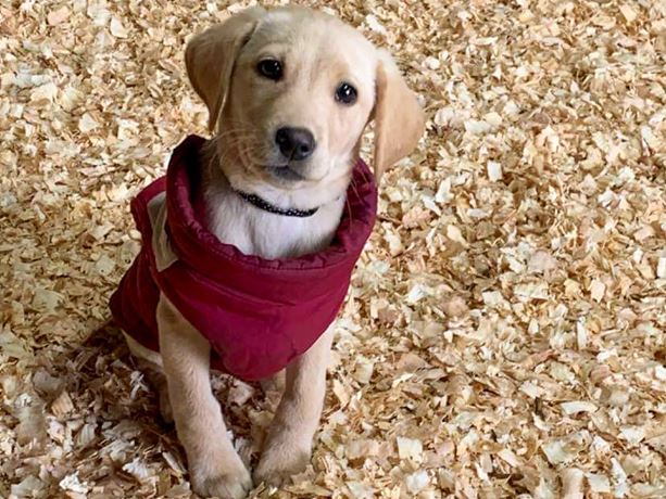 wood shavings