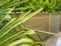 tongue and groove fence panels