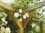 Pergola corner