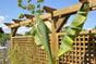 Single Wooden Garden Pergola