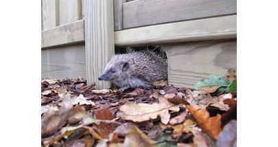 Hedgehog gravel board