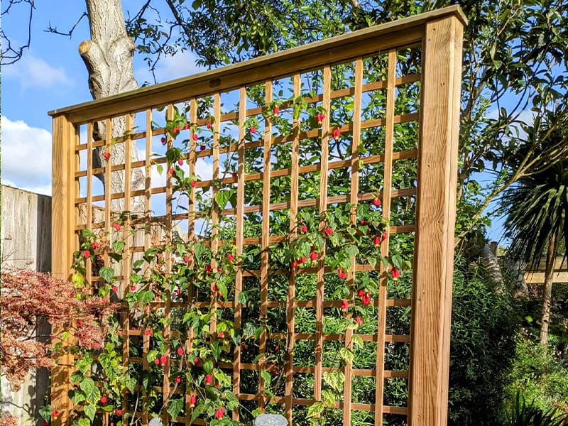 trellis for allotment