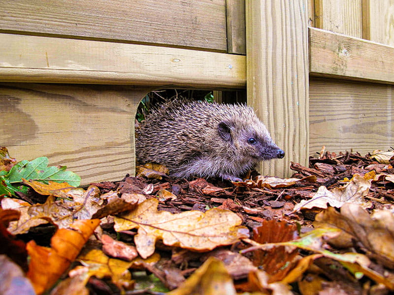 Hedgehog fencing