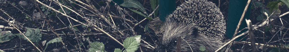 hedgehog with Vertical Bar Security Fence