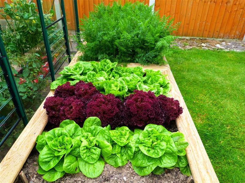 Raised bed for vegetable patch