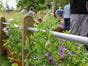 Silver rail fencing