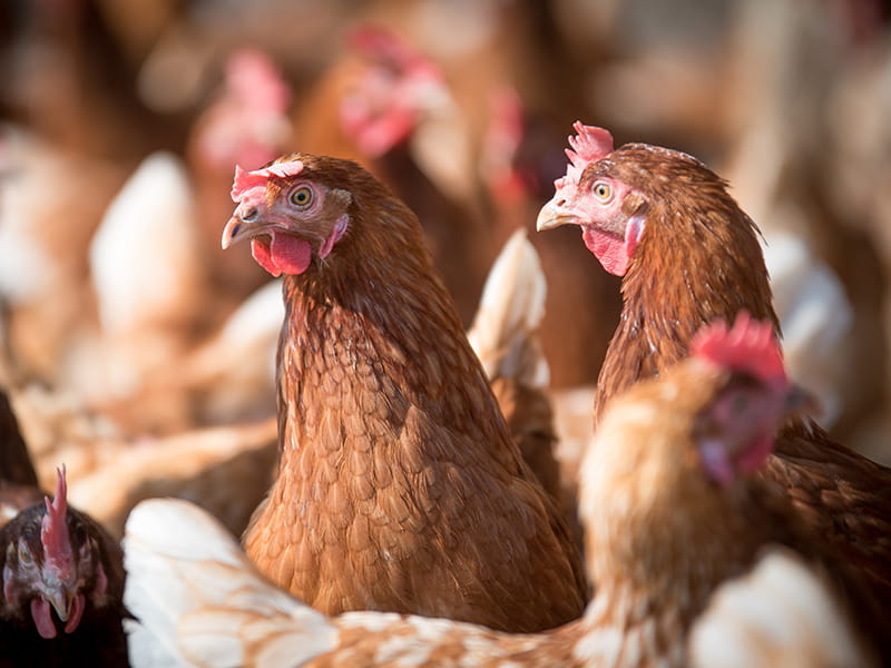 best bedding for chickens