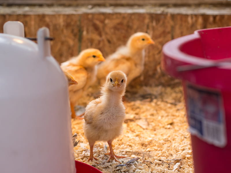 wood shavings for chickens