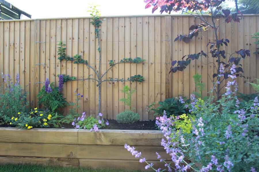 Best climbing plants for fencing