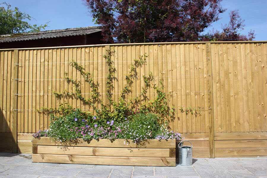 The best climbing plants for fencing Jacksons Fencing