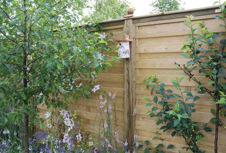The best climbing plants for fencing Jacksons Fencing