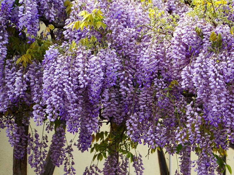 Pergolas for climbing plants