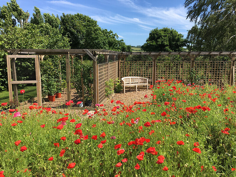 Jacksons pergola with trellis wall