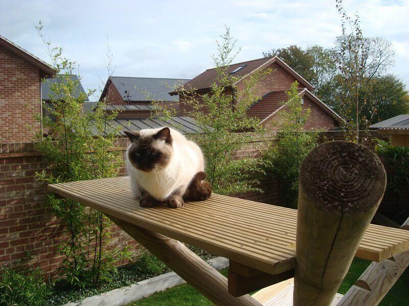 Cat on climbing frame made with Jacksons Fencing products