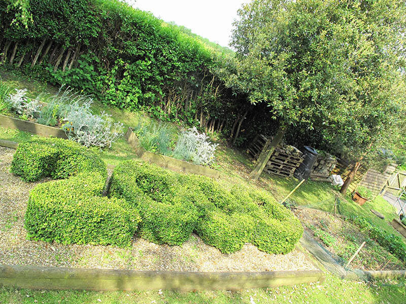 Box hedge 2000