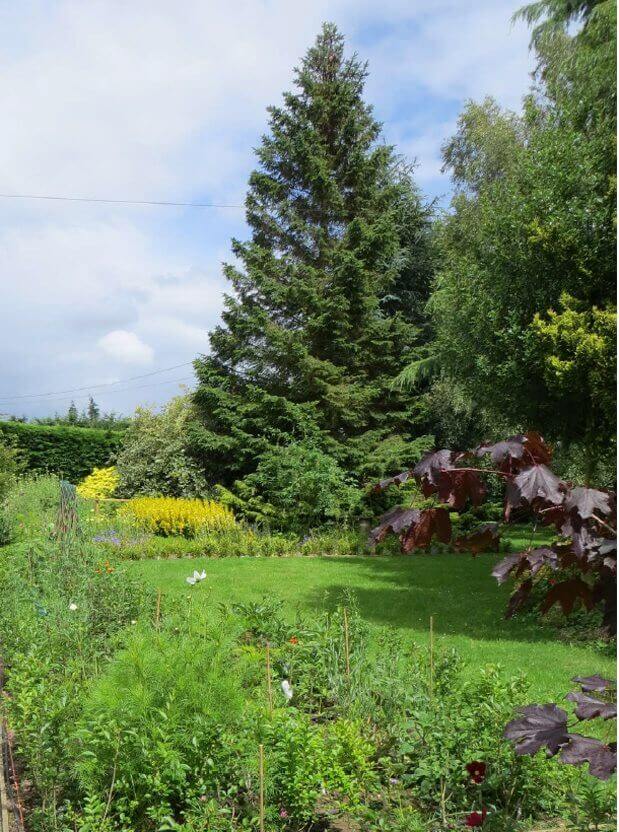 large conifers in garden before Works