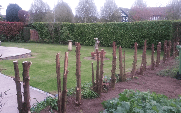 garden before new fence panels
