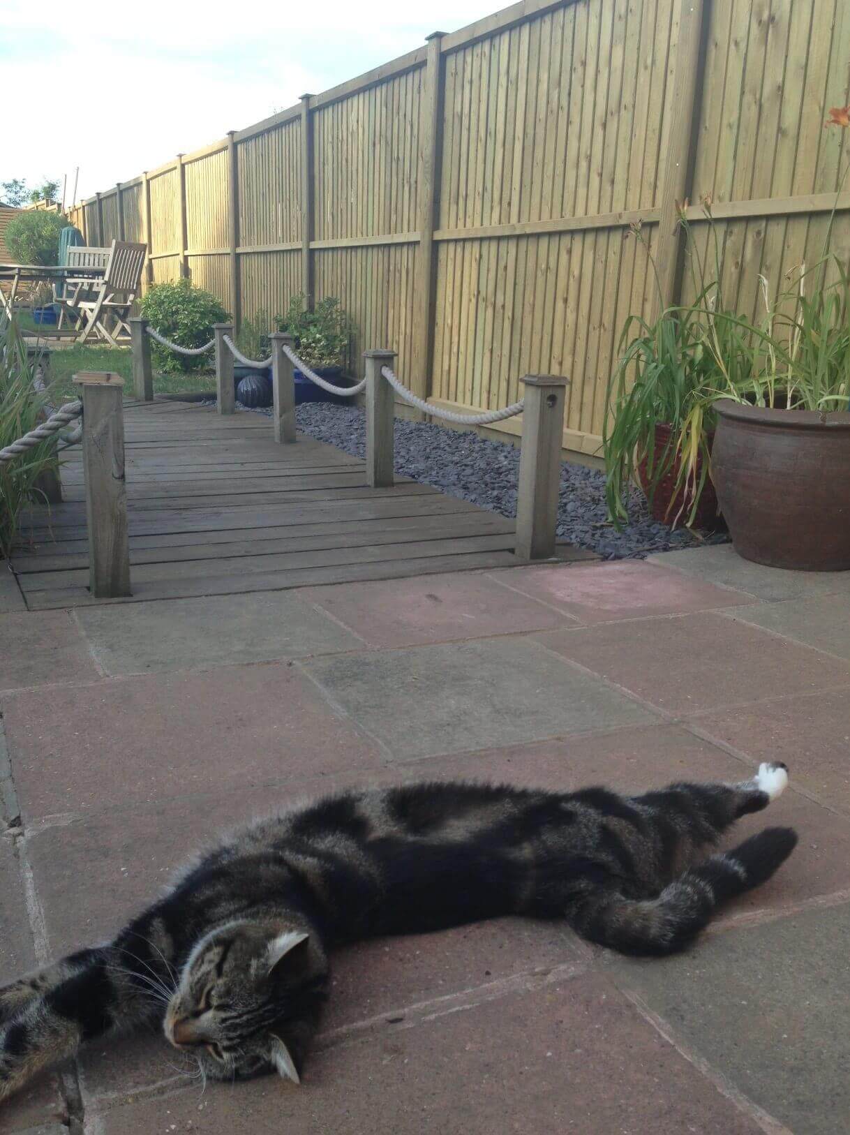 Fence panels with cat