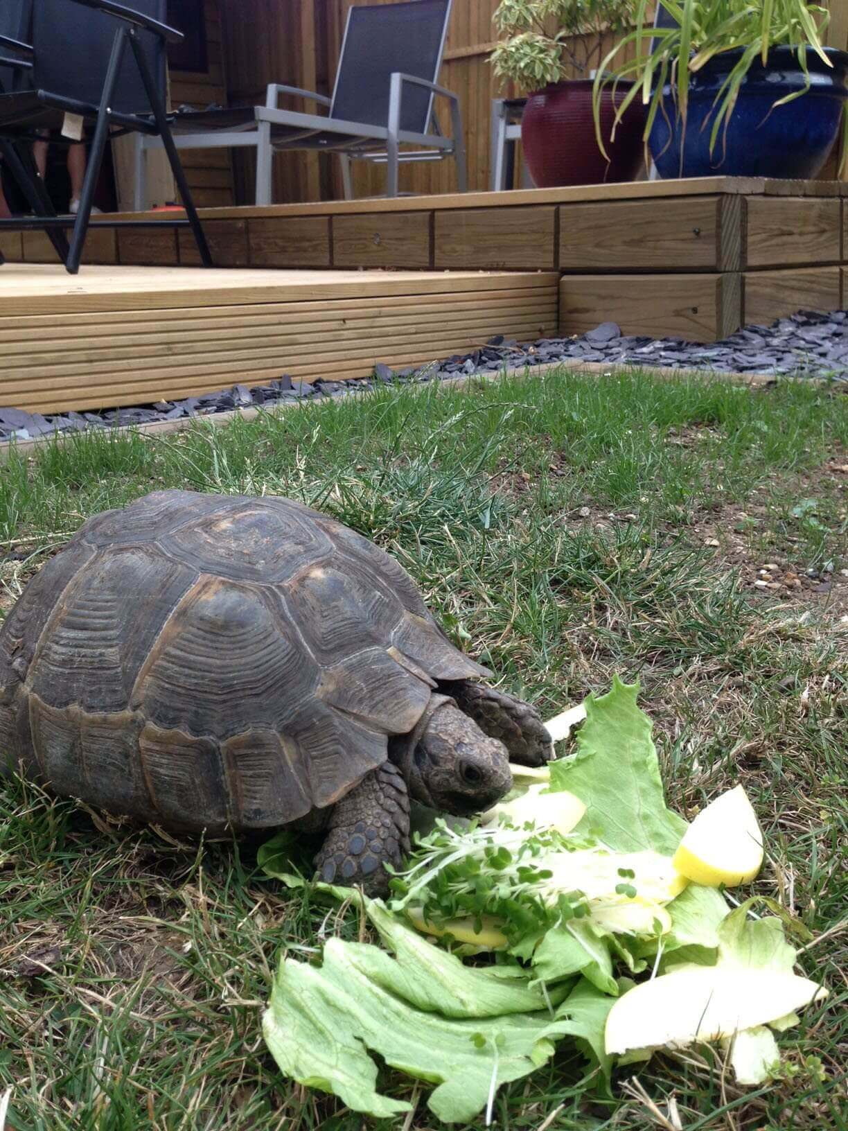 Tortoise and wooden deck and Contemporary Sleepers