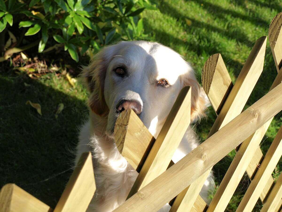 Jaktop Fence dog close up