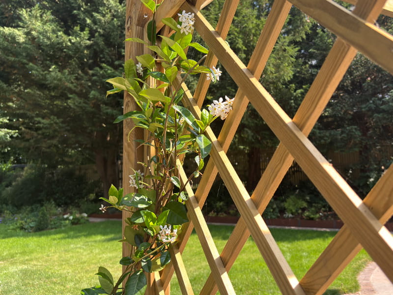Trellis with plants Trellis with climbing plants