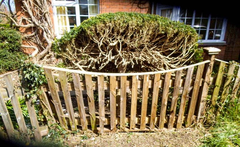 front garden before