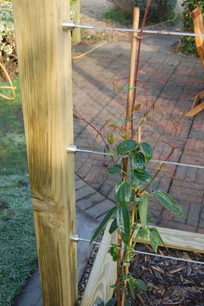 tensioned stainless steel wires attached to wooden pergola post