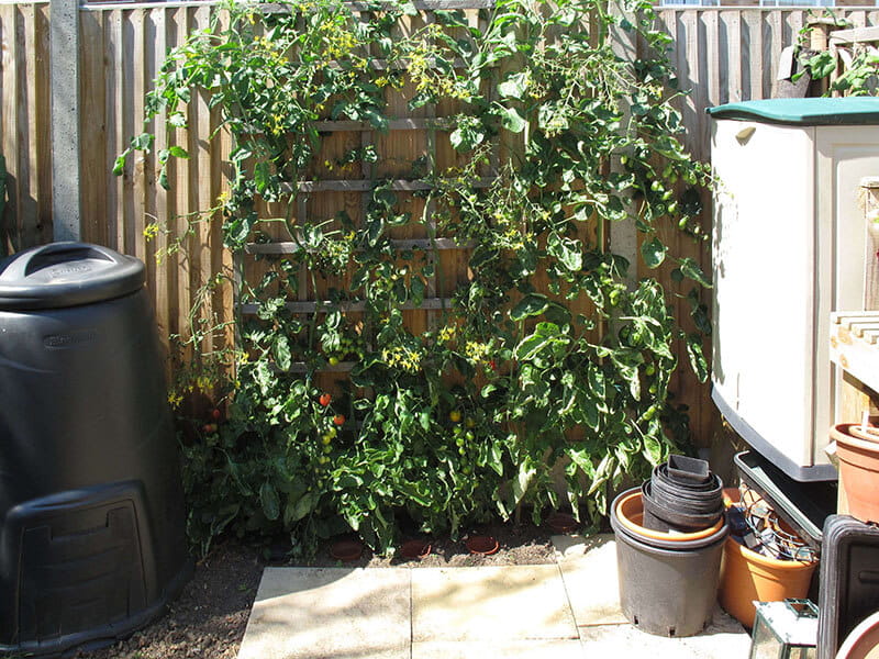 trellis for tomatos