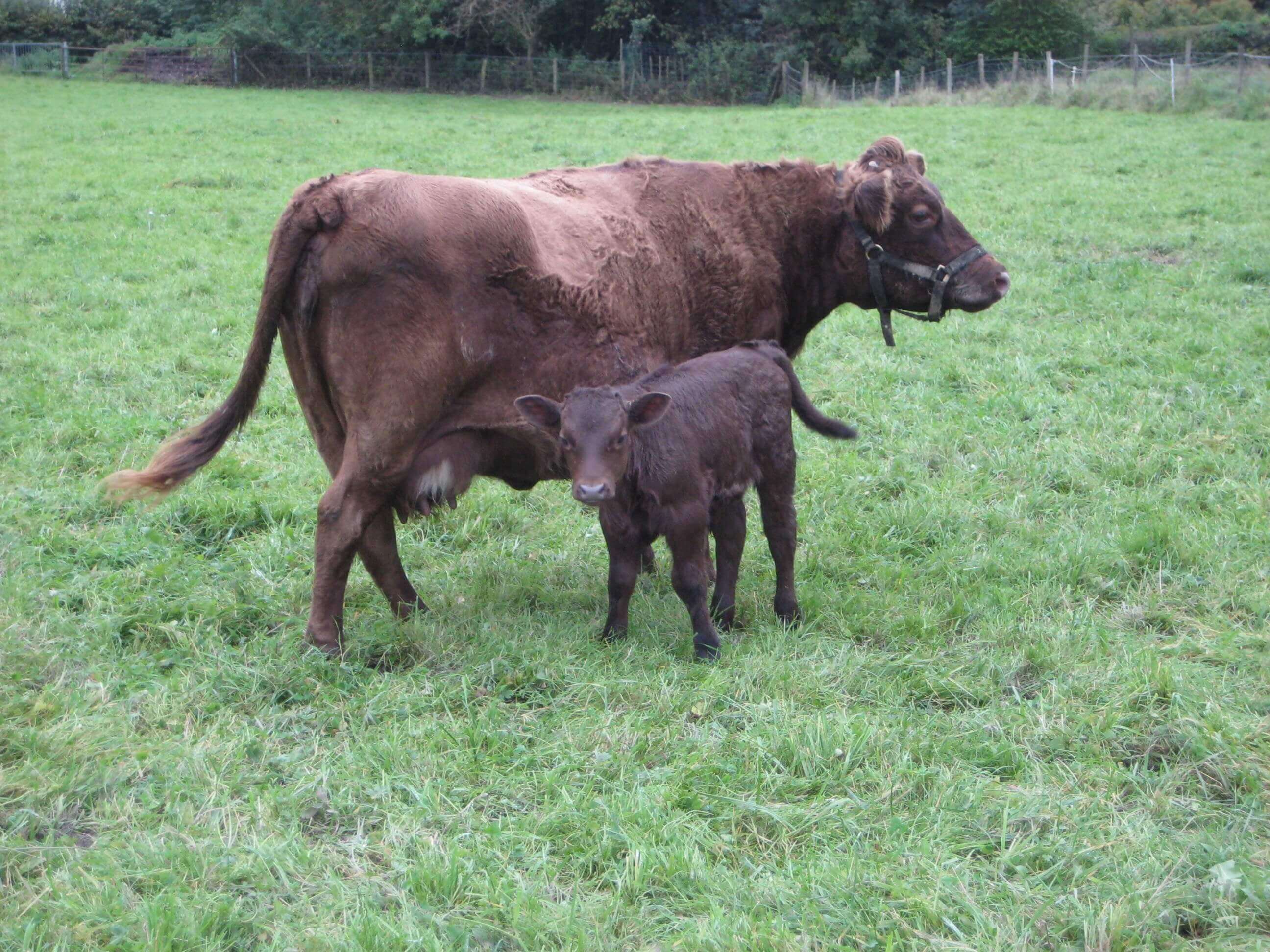 cow and calf