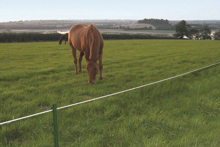 Electric fence for horse