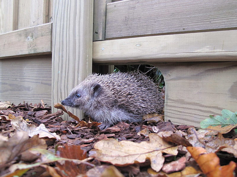 How To Help Hedgehogs In Your Garden Jacksons Fencing