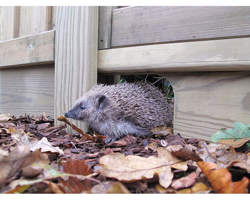 Hedgehog gravel board