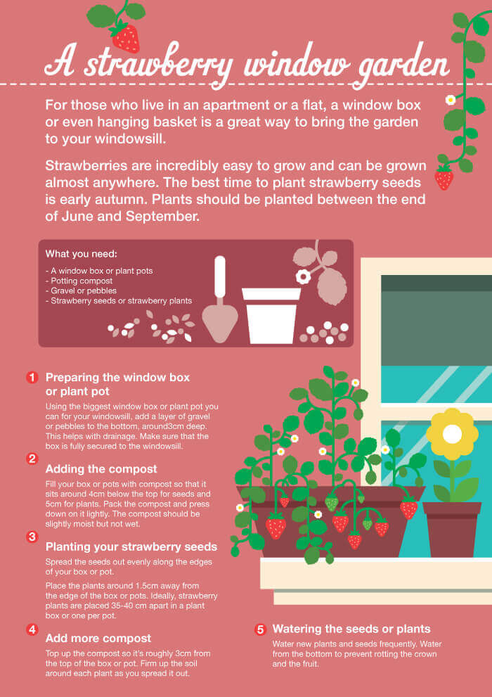 Infographic ideas grow strawberries