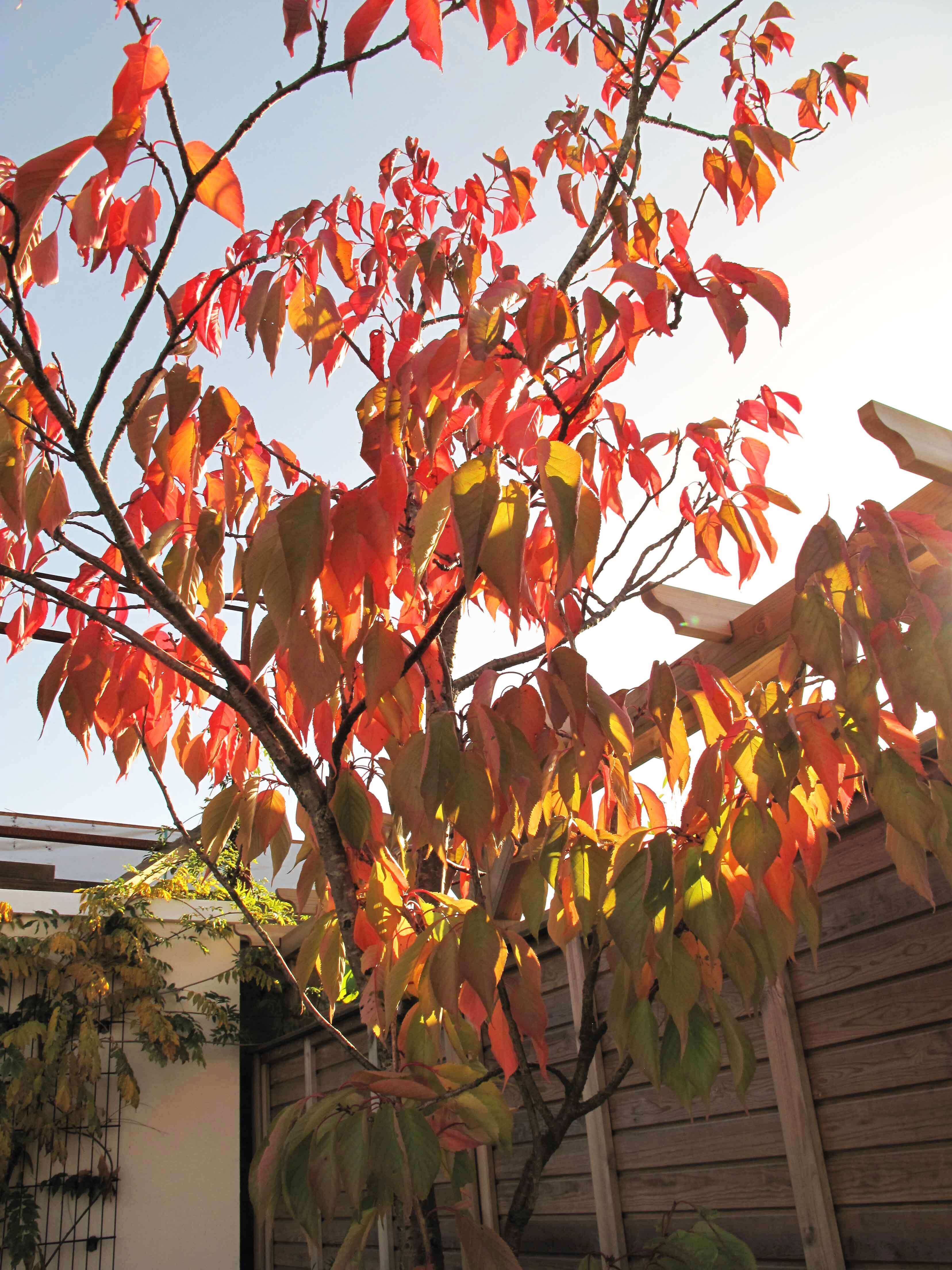 Red prunus leaves in October light
