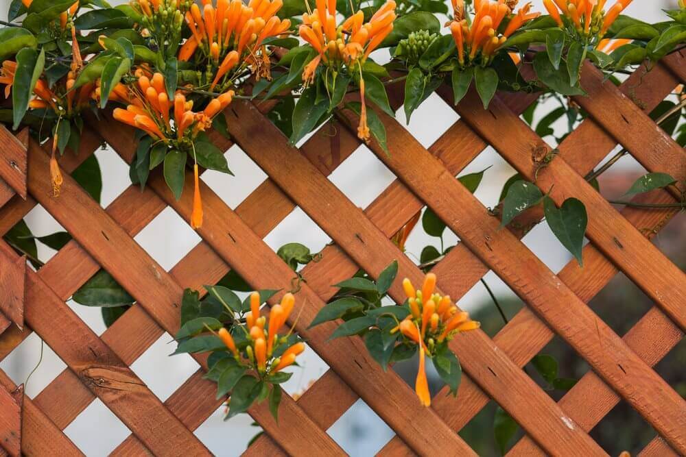 honeysuckle on trellis panel