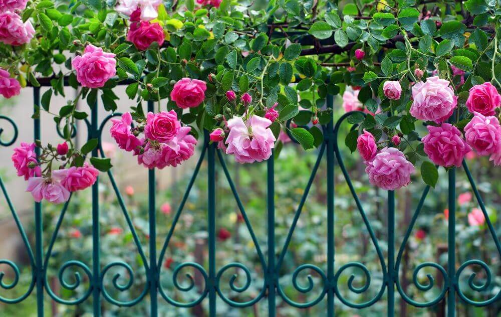 roses climbing on metal railings