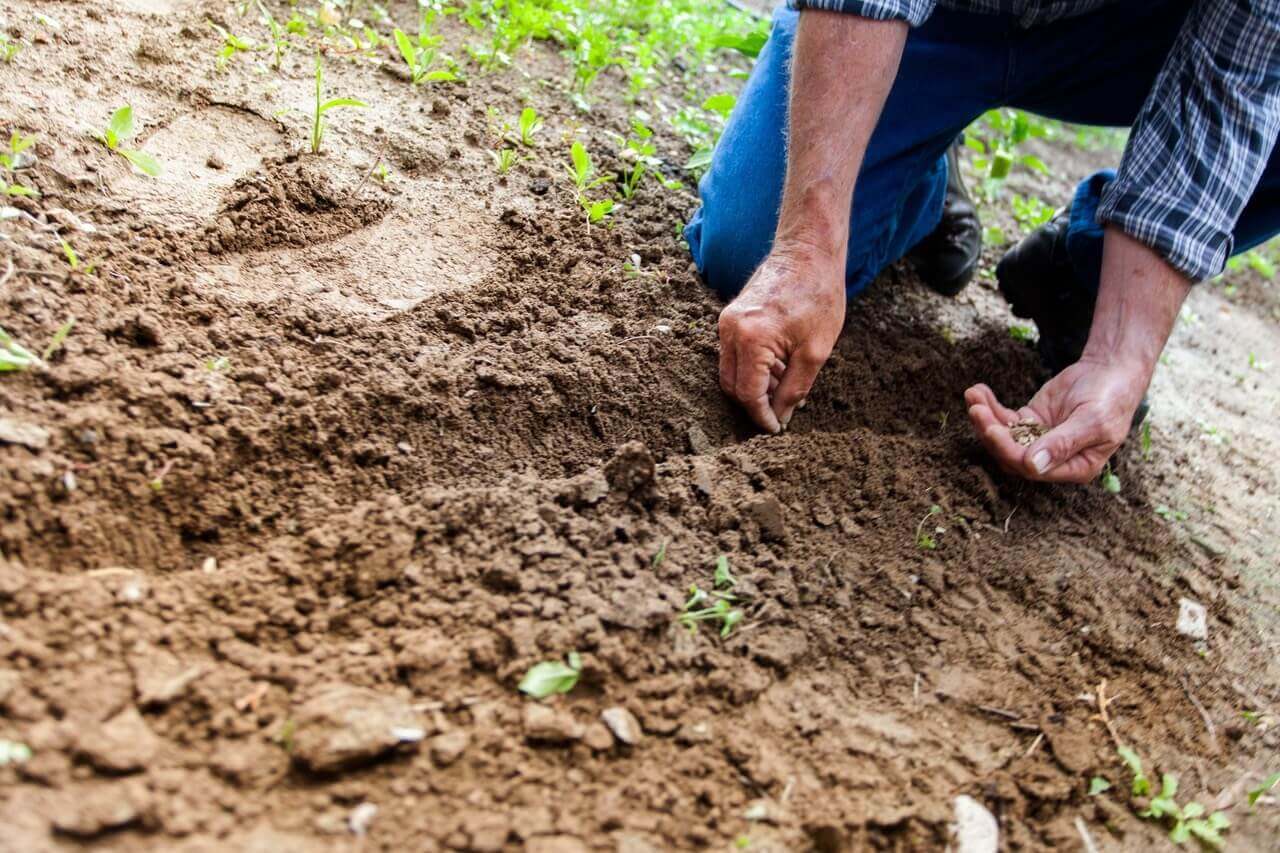 Planting vegetable seeds