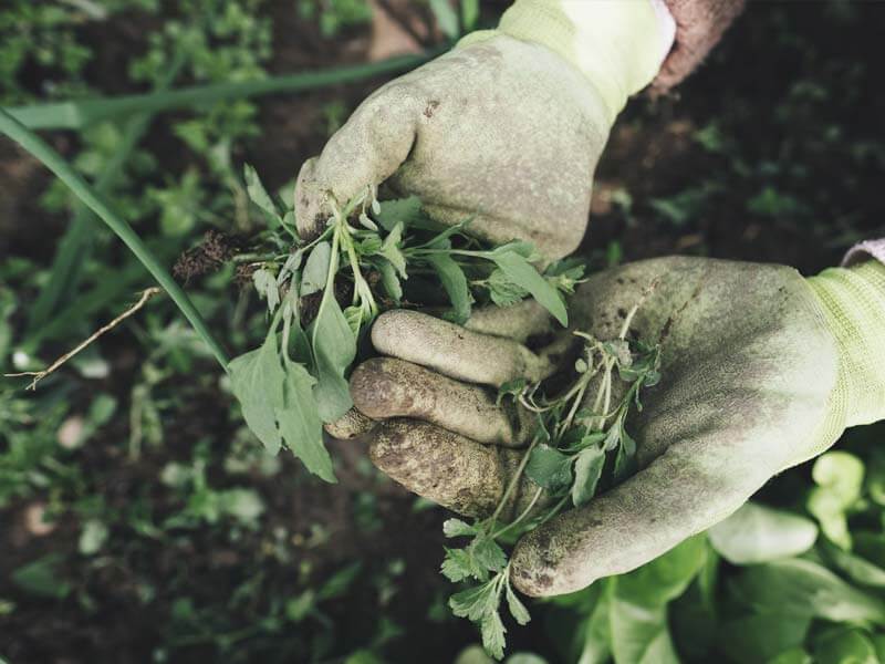 sustainable green gardening