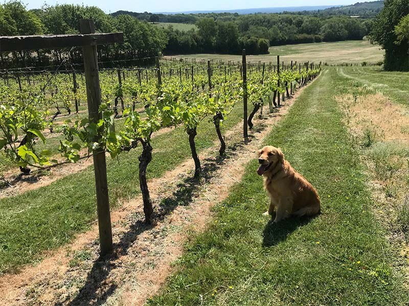 Jacksons fence posts have lasted 38 years at Surrey vineyard