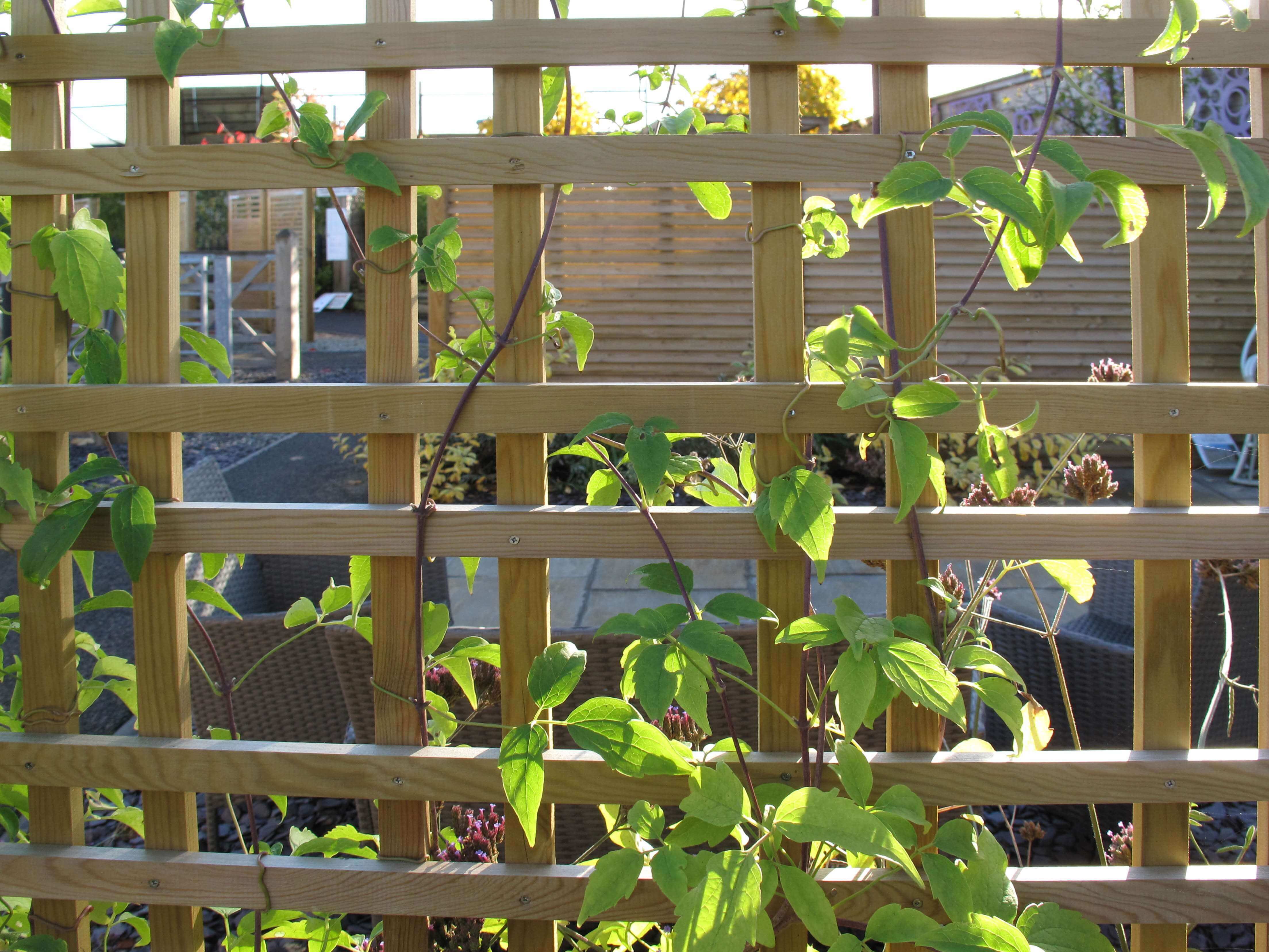 tartan trellis view