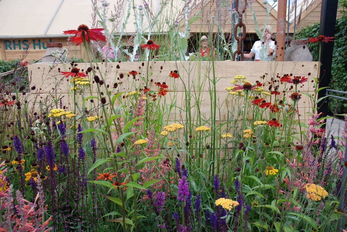 sangua sorba and echinacea in Bristol garden