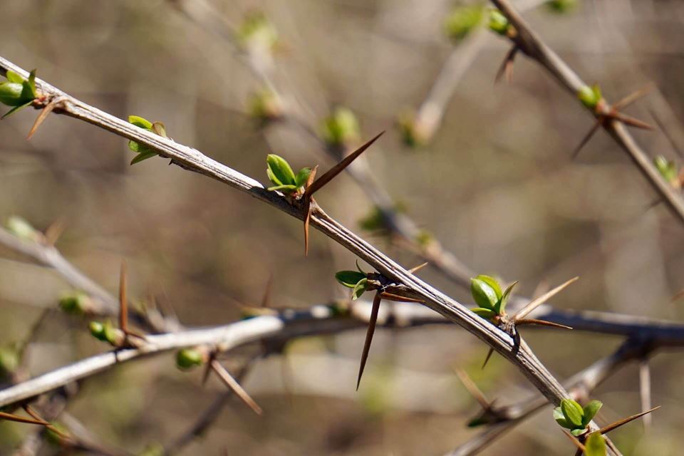 berberis plant